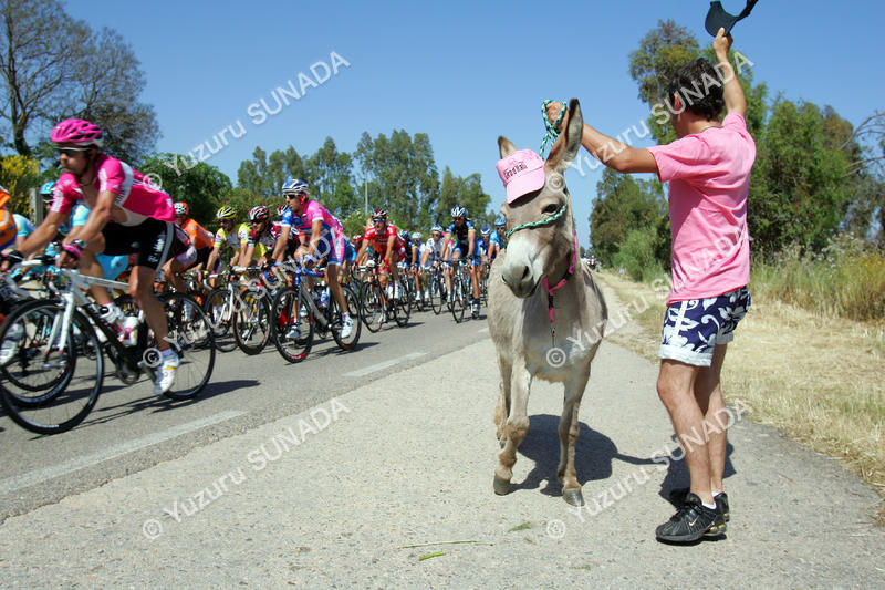 Sardinian donkey012p.jpg